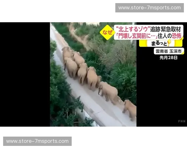 温情守护，坚实盾牌——温盾与桑托，双剑合璧守护您的数字世界